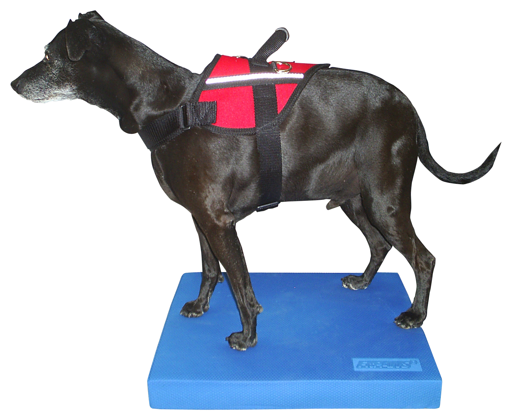 FitPAWS Balance Pad, Blue